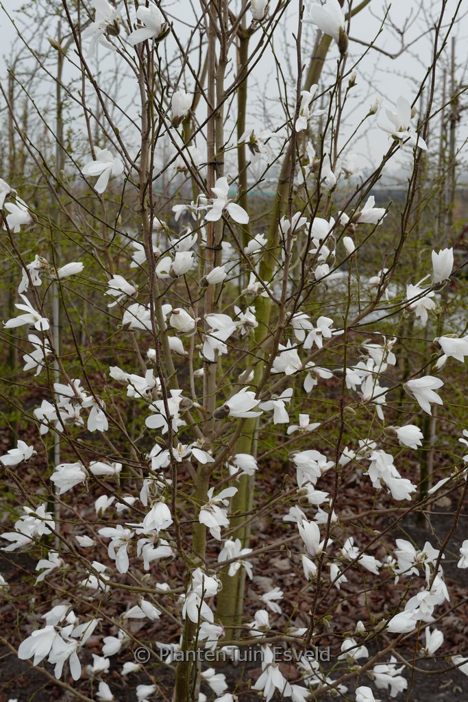 Magnolia proctoriana ‚Slavin’s Snowy‘