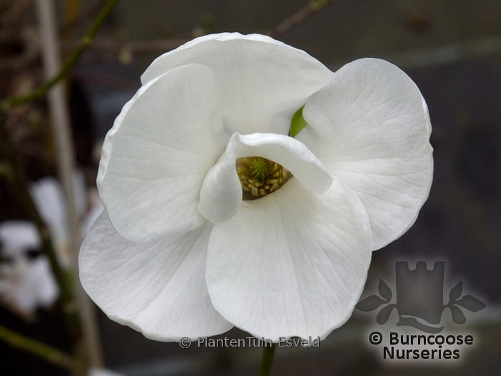 Magnolia pseudokobus ‚Kubishimodoki‘