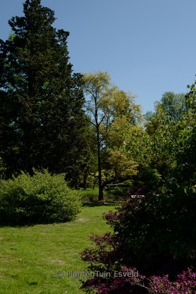 Magnolia salicifolia ‚Louisa Fete‘
