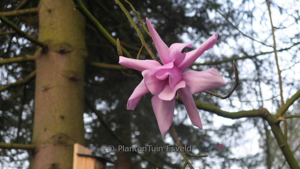Magnolia sargentiana ‚Blood Moon‘