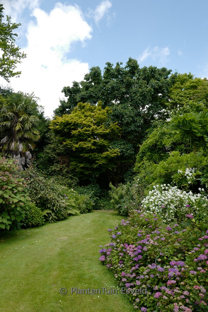 Magnolia sargentiana robusta