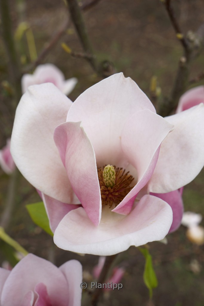 Magnolia soulangeana ‚Cameo‘