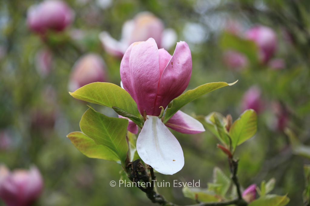 Magnolia soulangeana ‚Lennei‘