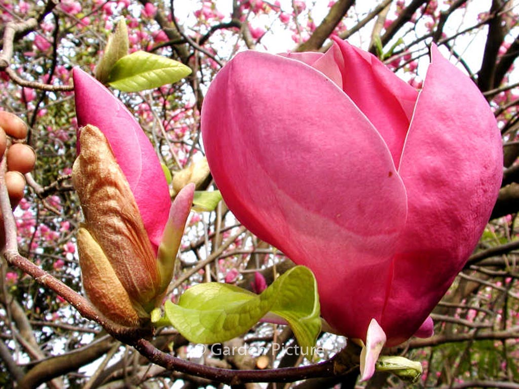 Magnolia soulangeana ‚Rustica Rubra‘