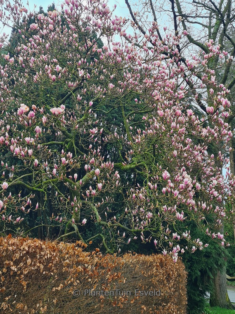 Magnolia soulangeana