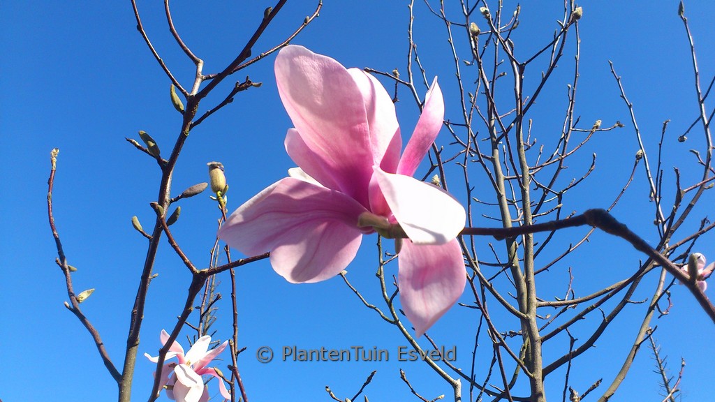 Magnolia sprengeri ‚Diva Köln‘