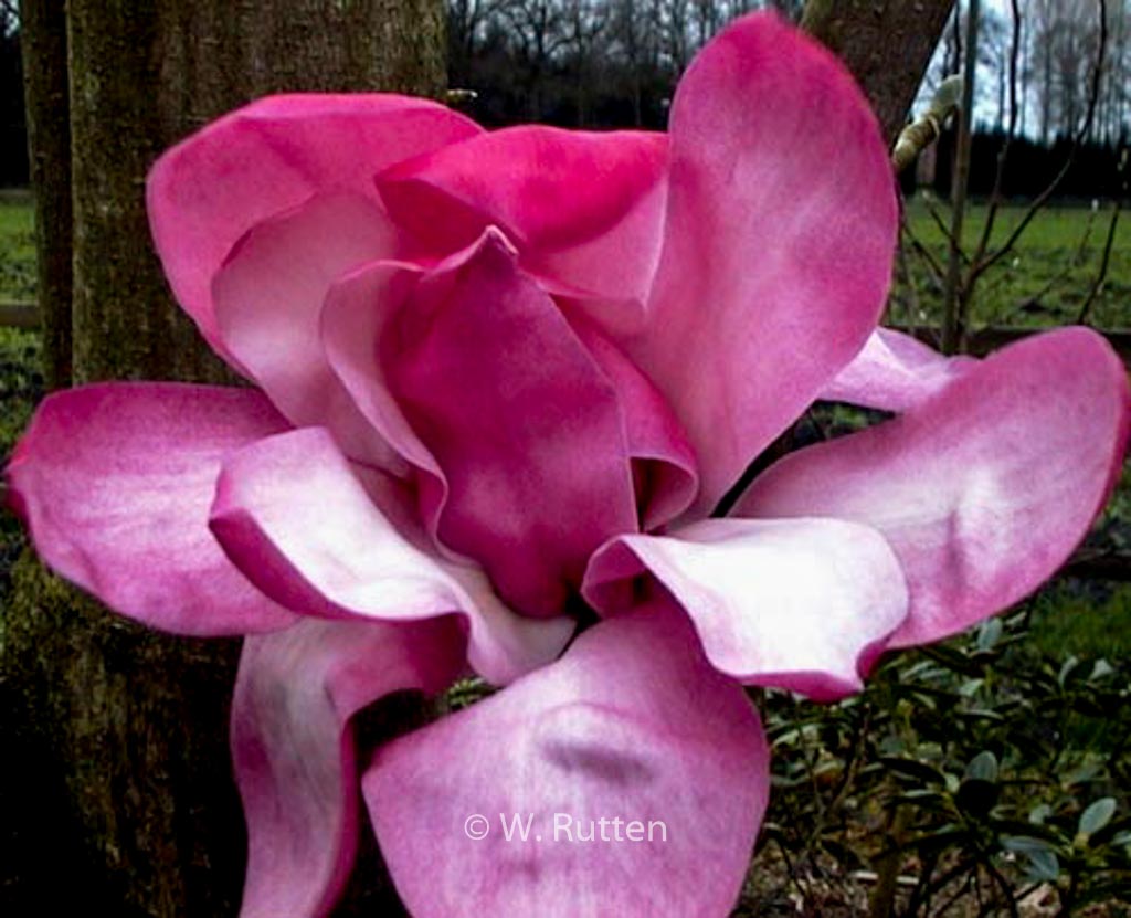 Magnolia sprengeri ‚Eric Savill‘