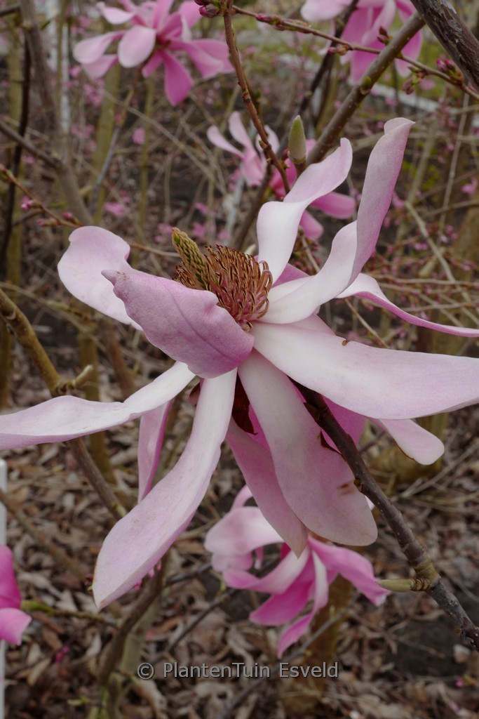 Magnolia sprengeri ‚Pink Floyd‘