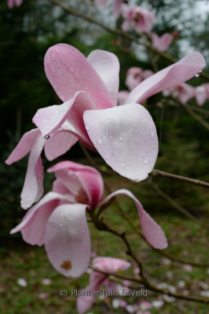 Magnolia sprengeri ‚Westonbirt‘