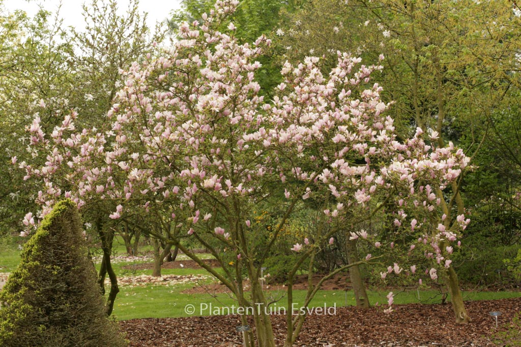 Magnolia stellata ‚George Henry Kern‘