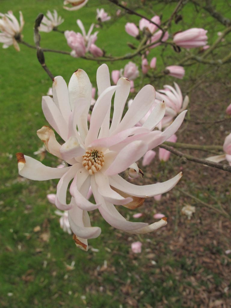 Magnolia stellata ‚Jane Platt‘