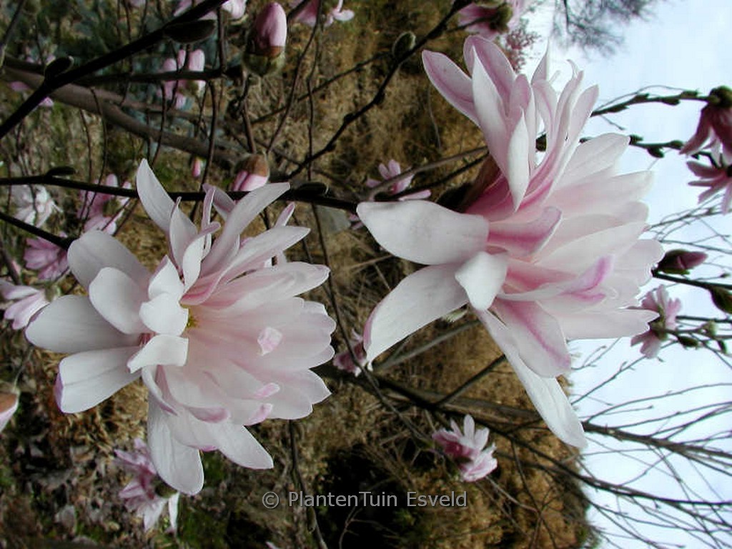 Magnolia stellata ‚Pink Perfection‘