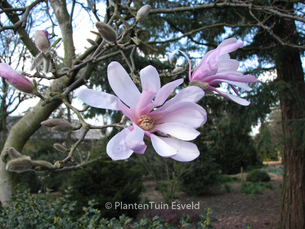 Magnolia stellata ‚Rosea‘