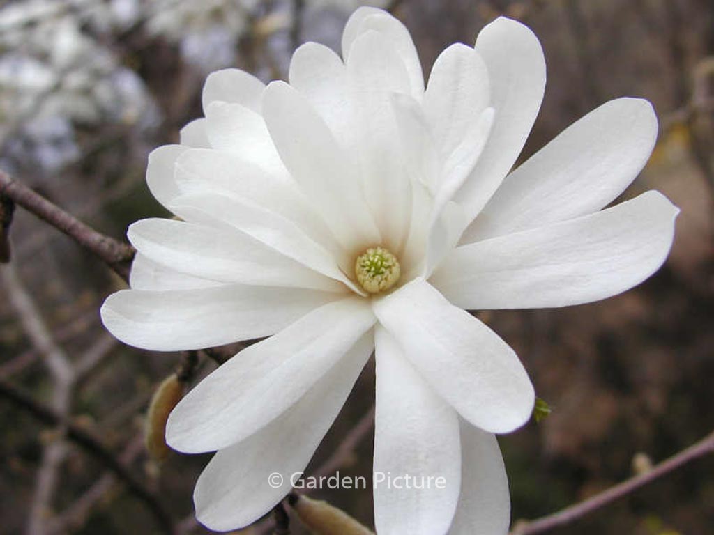 Magnolia stellata ‚Royal Star‘