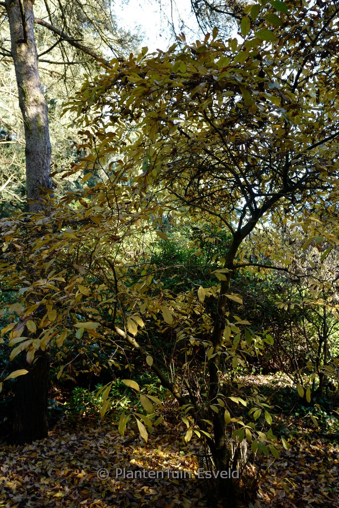 Magnolia stellata ‚Waterlily‘