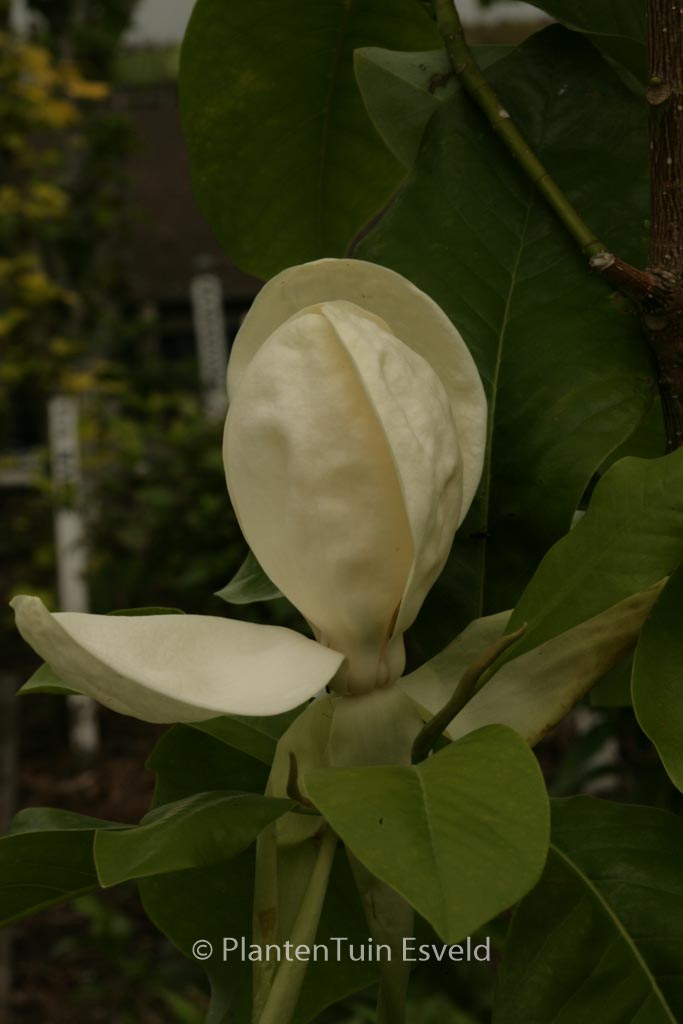 Magnolia thompsoniana ‚Olmenhof‘