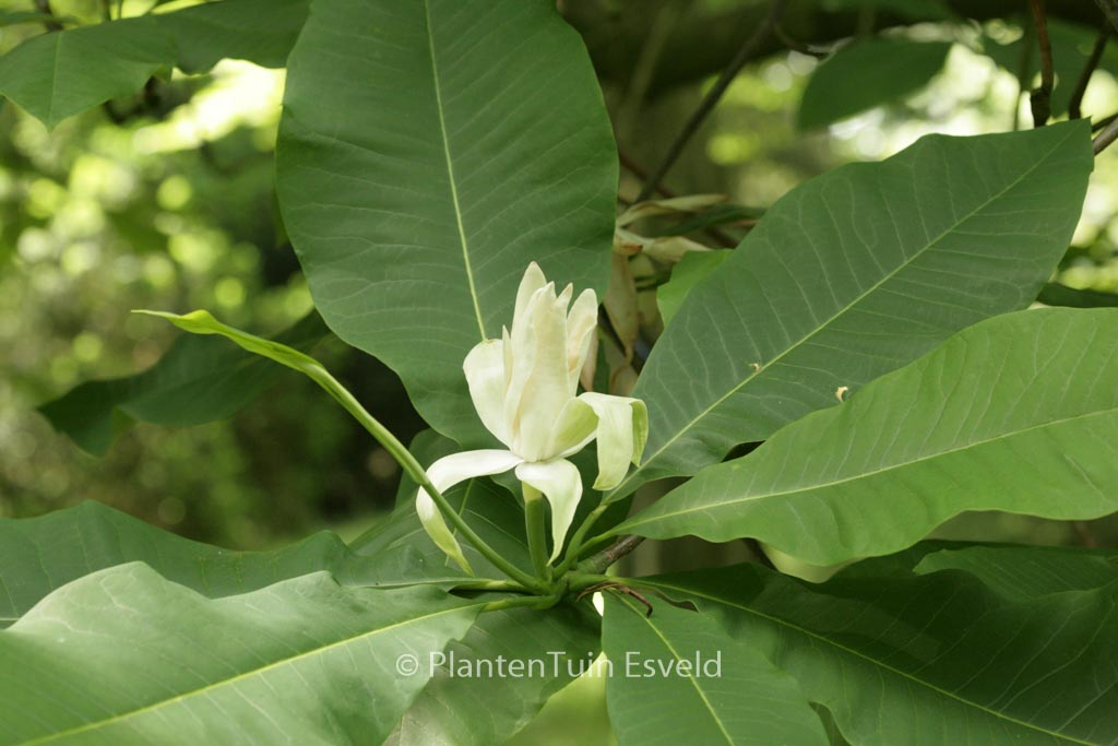 Magnolia tripetala
