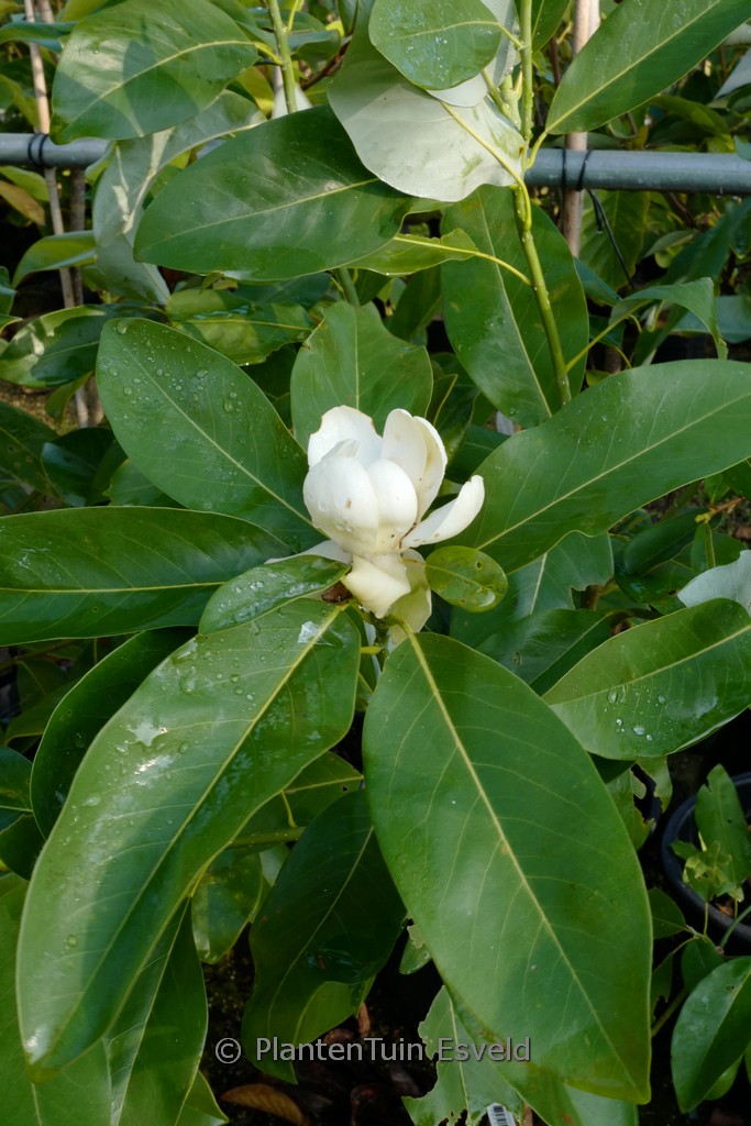 Magnolia virginiana ‚Glauca‘