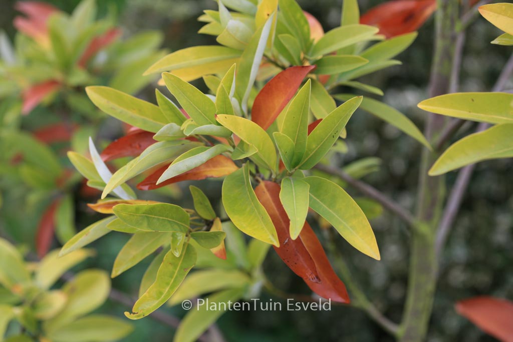 Magnolia virginiana ‚Henry Hicks‘