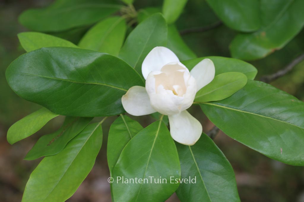 Magnolia virginiana
