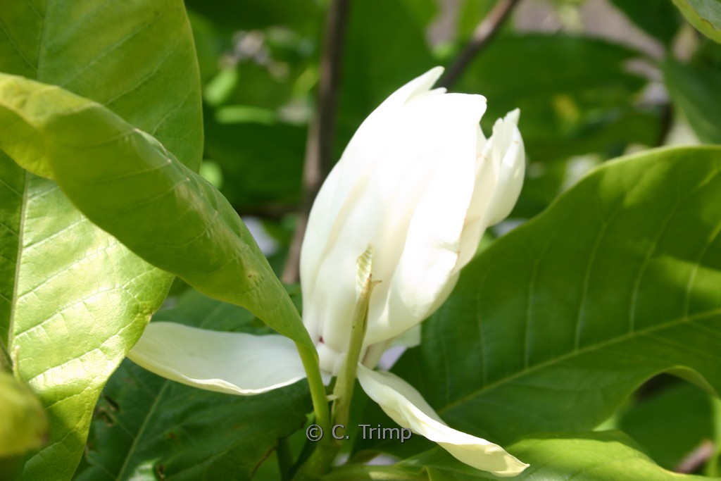 Magnolia wieseneri ‚Aashild Kalleberg‘