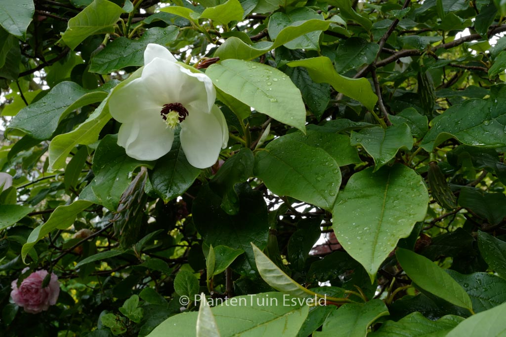 Magnolia wilsonii