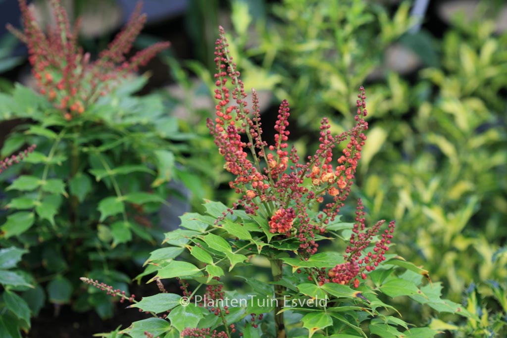 Mahonia ‚Cabaret‘