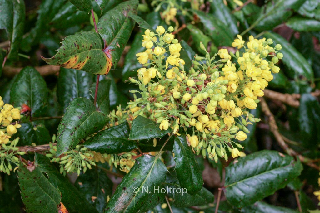 Mahonia aquifolium ‚Apollo‘