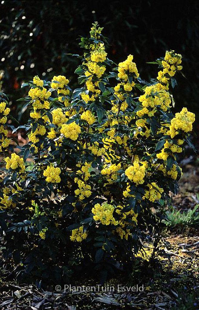Mahonia aquifolium ‚Hastings Elegant‘