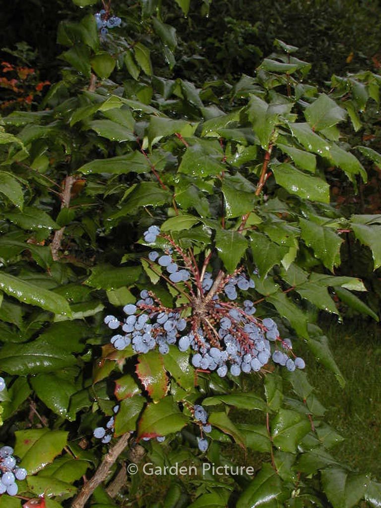 Mahonia aquifolium ‚Maqu‘