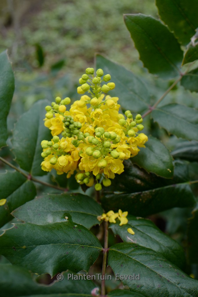 Mahonia aquifolium