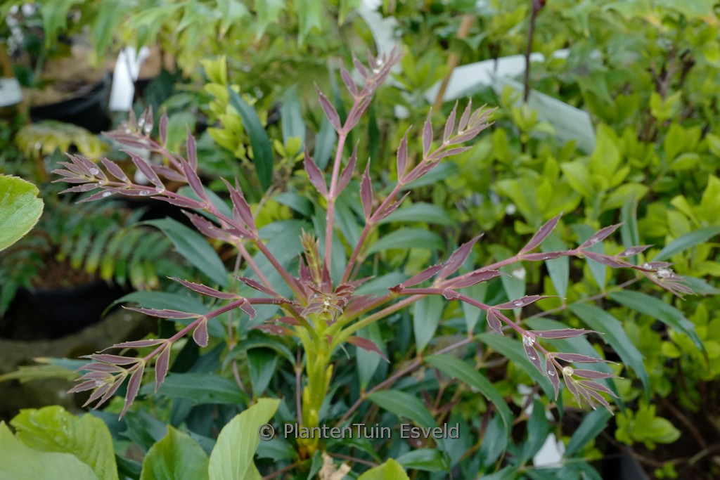 Mahonia eurybracteata ‚Hillmah‘ (METEOR)