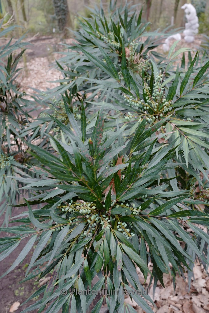 Mahonia eurybracteata ‚Minganpi‘ (SWEET WINTER)
