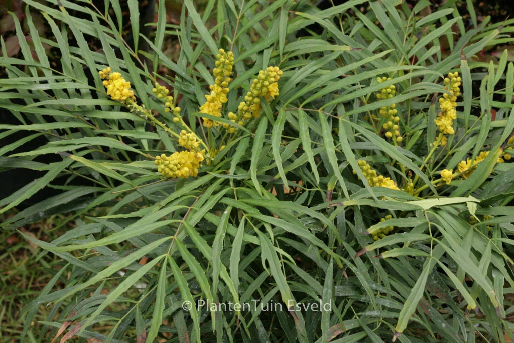 Mahonia eurybracteata ‚Soft Caress‘