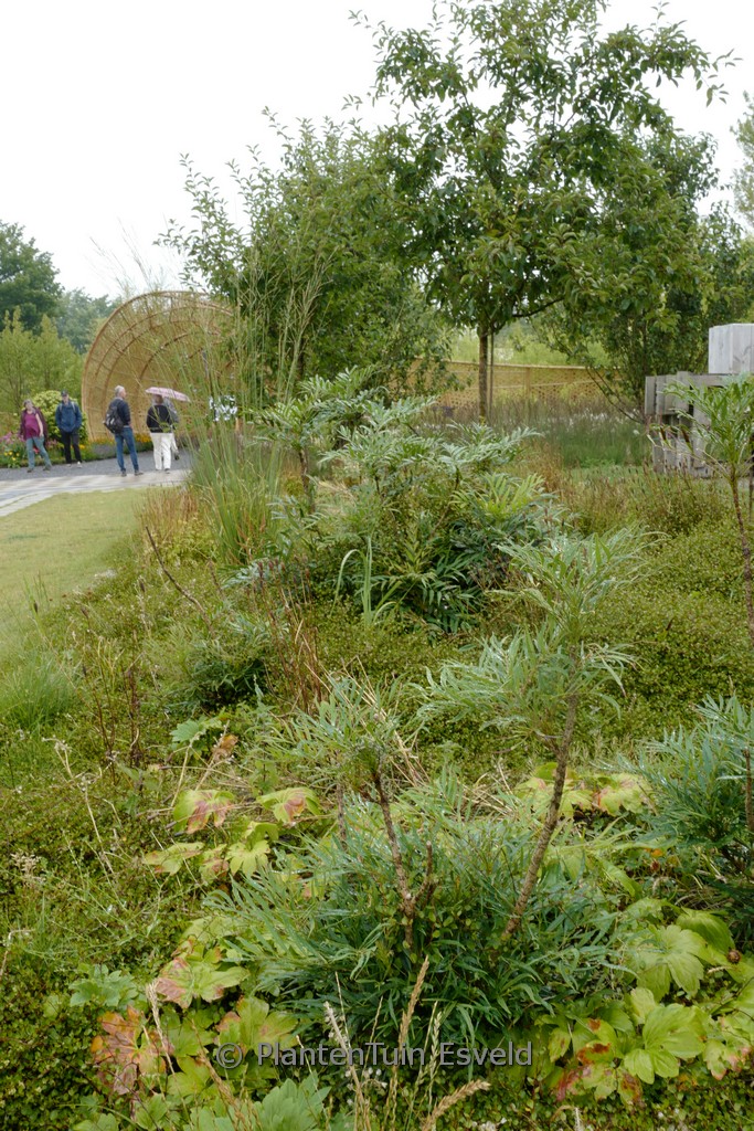 Mahonia eurybracteata