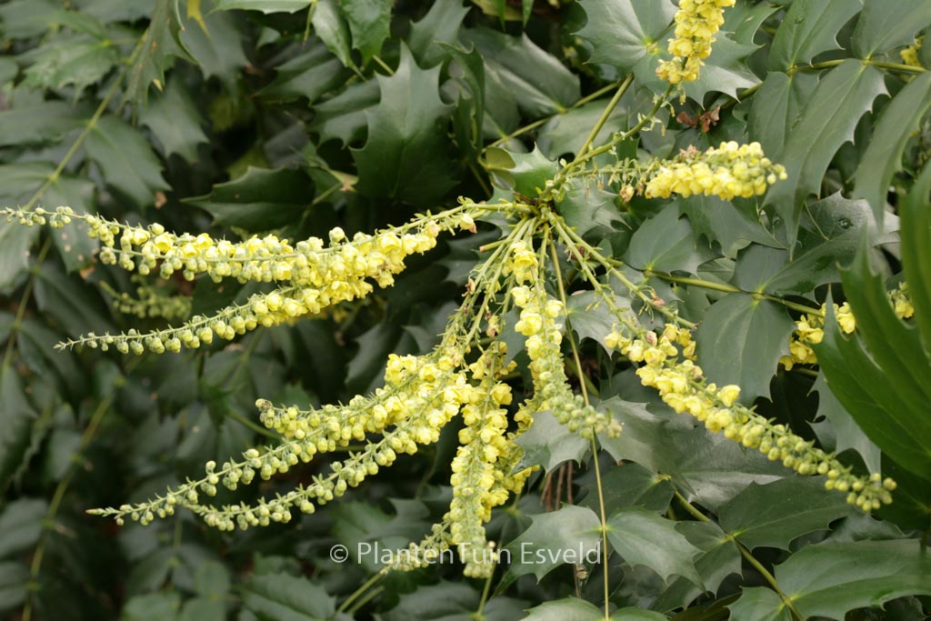 Mahonia japonica ‚Hivernant‘