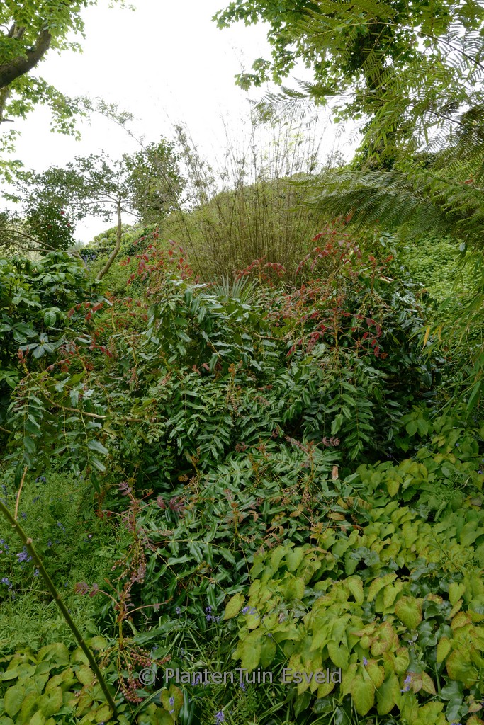 Mahonia lindsaye ‚Cantab‘
