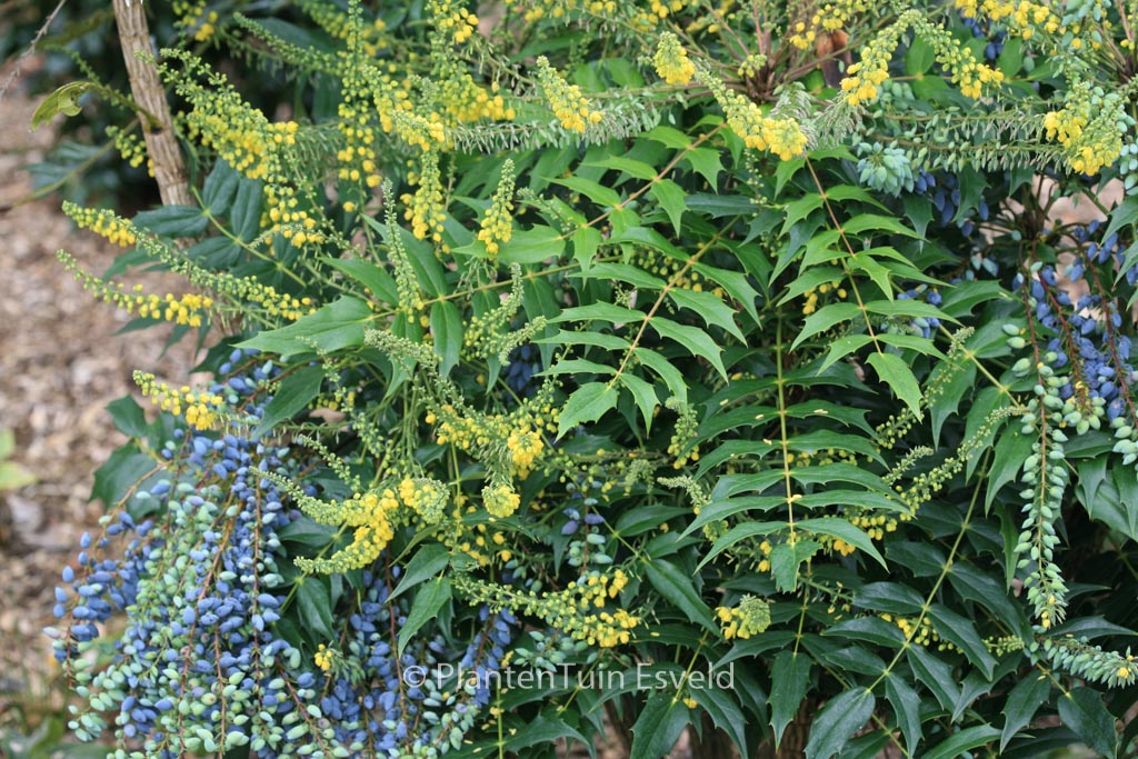 Mahonia media ‚Charity‘