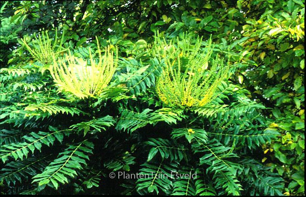 Mahonia media ‚Roundwood‘