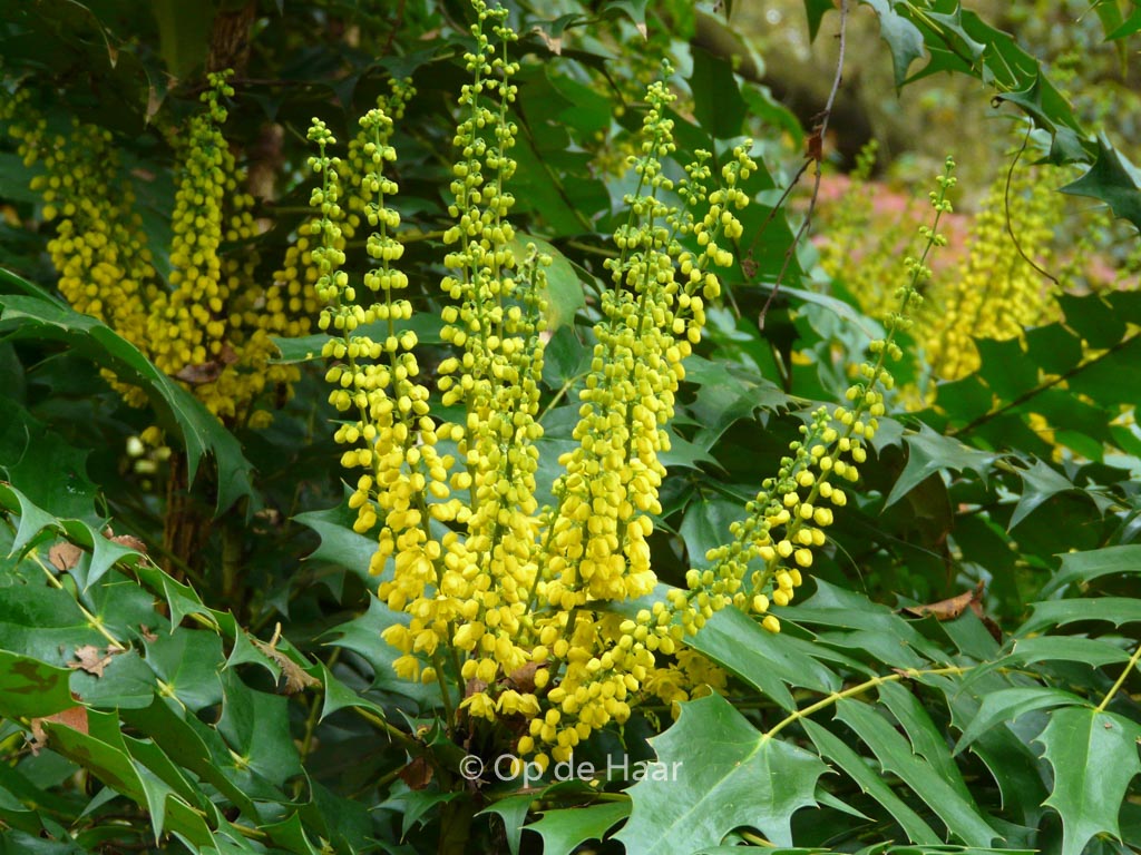 Mahonia media ‚Winter Sun‘