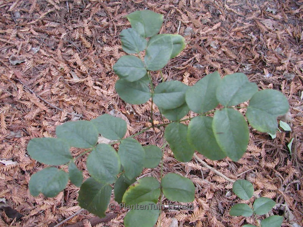 Mahonia repens ‚Rotundifolia‘