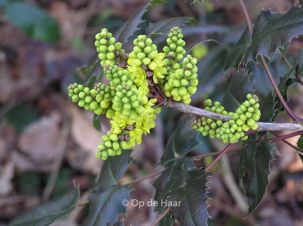 Mahonia wagneri ‚Pinnacle‘