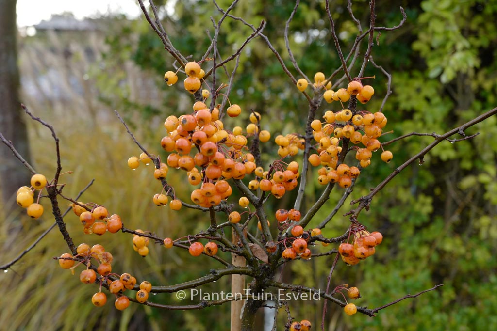 Malus ‚Adirondack‘