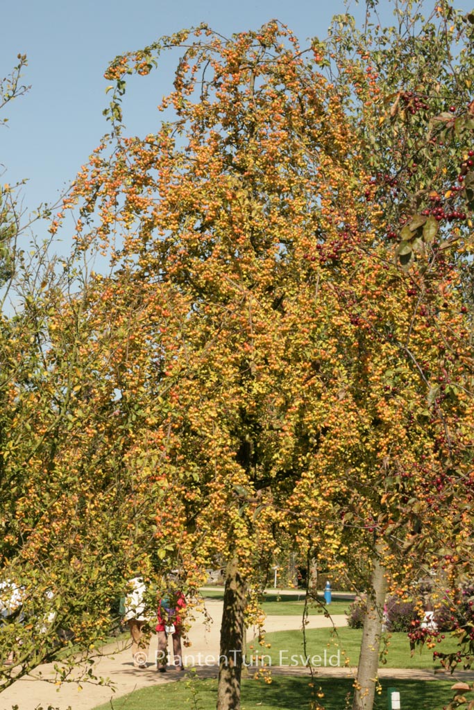 Malus ‚Butterball‘