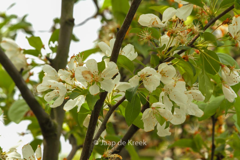 Malus ‚Donald Wyman‘