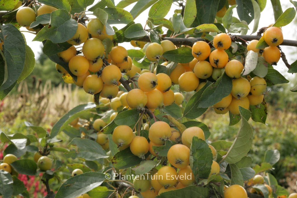 Malus ‚Golden Hornet‘