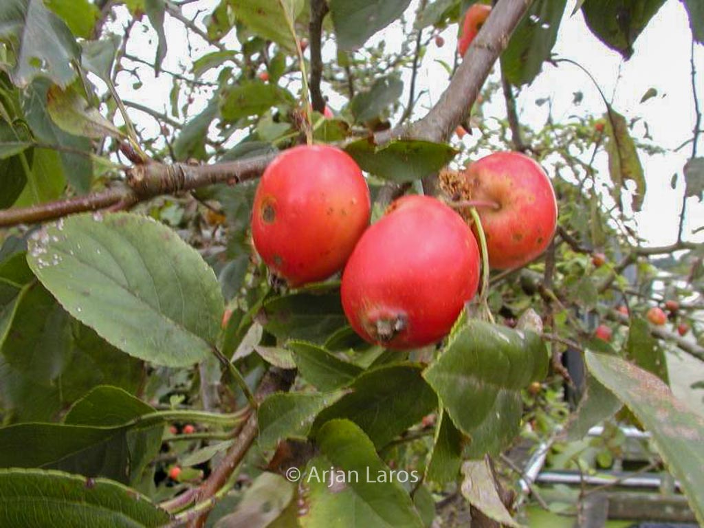 Malus ‚John Downie‘