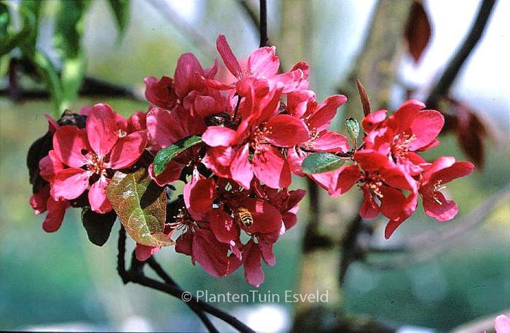 Malus ‚Liset‘