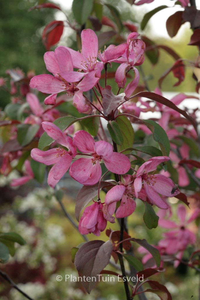 Malus ‚Mokum‘