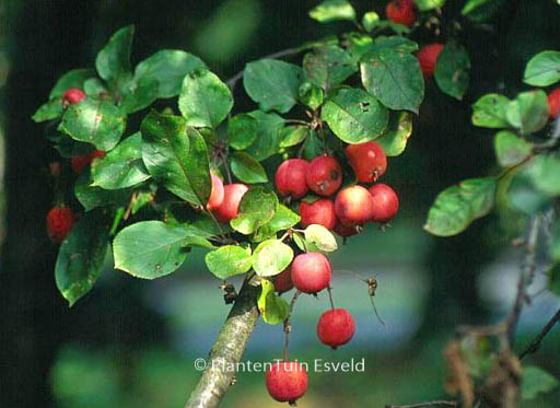 Malus ‚Neville Copeman‘